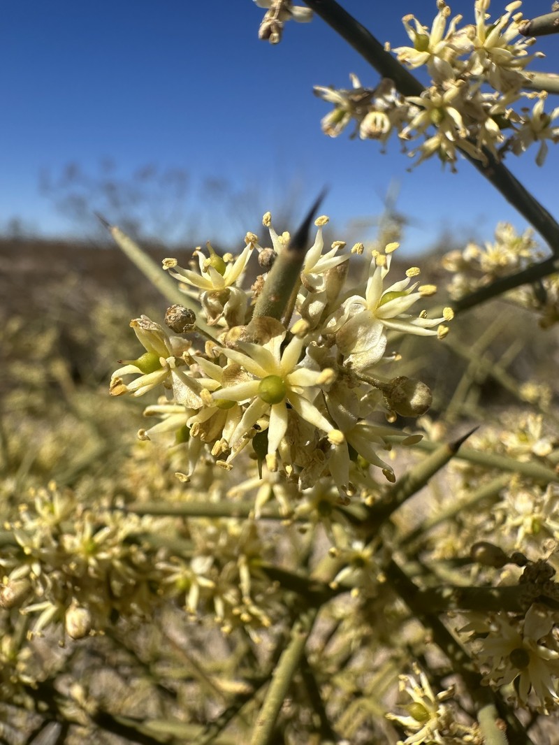 Koeberlinia spinosa var. tenuispina photo 8