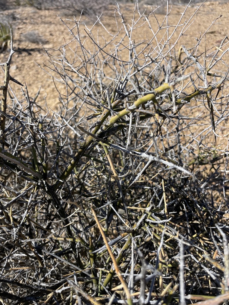 Koeberlinia spinosa var. wivaggii