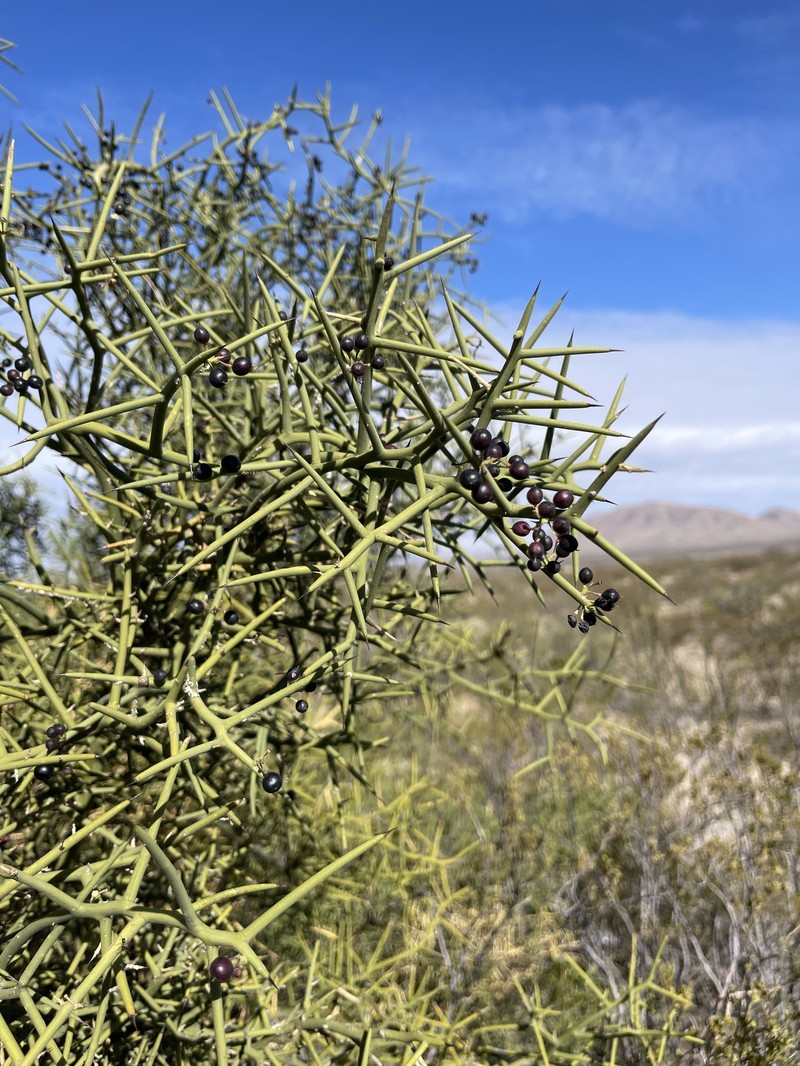 Koeberlinia spinosa var. wivaggii photo 2
