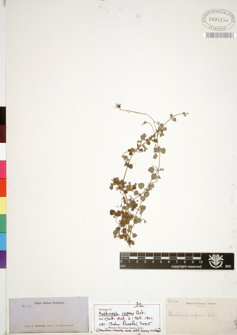 Koehneola repens