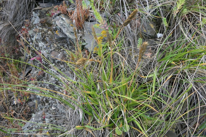 Koeleria antarctica photo 5