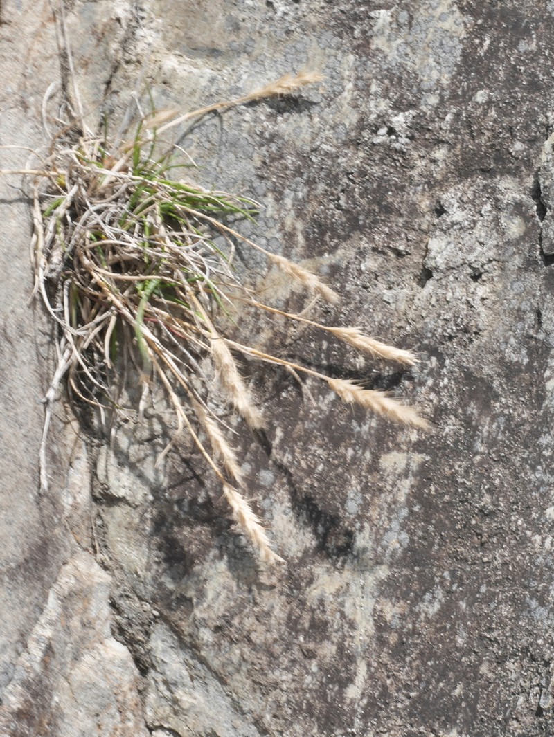 Koeleria antarctica photo 7