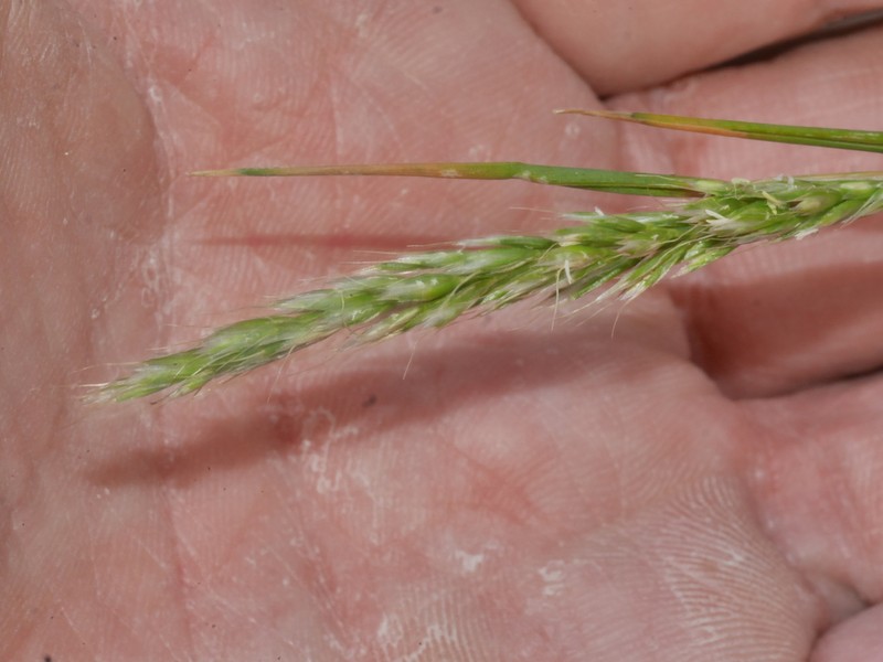 Koeleria arduana