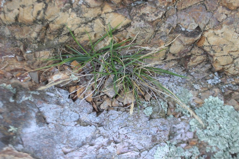 Koeleria arduana photo 2