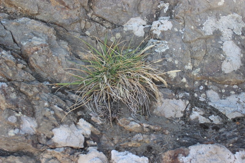Koeleria arduana photo 3