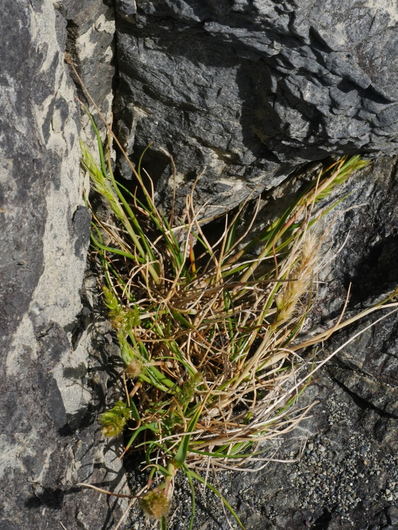 Koeleria arduana photo 4
