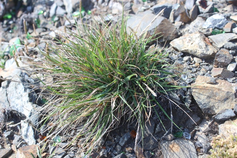 Koeleria arduana photo 6