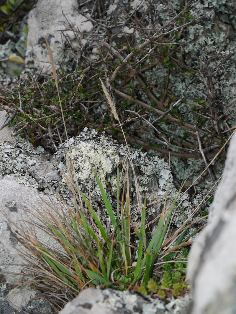 Koeleria arduana photo 7