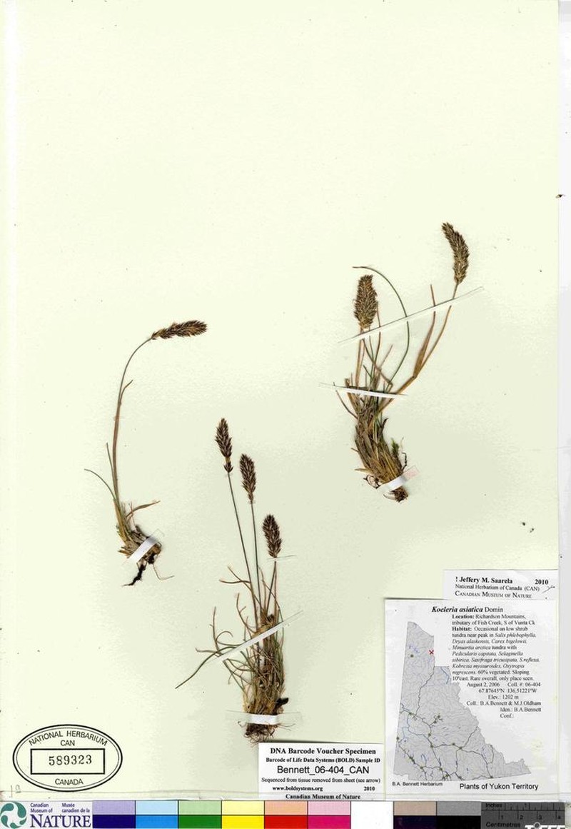 Eurasian Junegrass