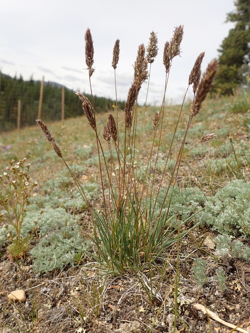 Eurasian Junegrass photo 2