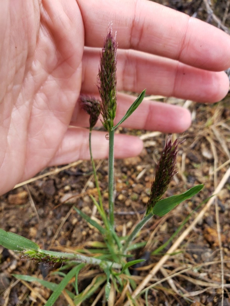 Eurasian Junegrass photo 3