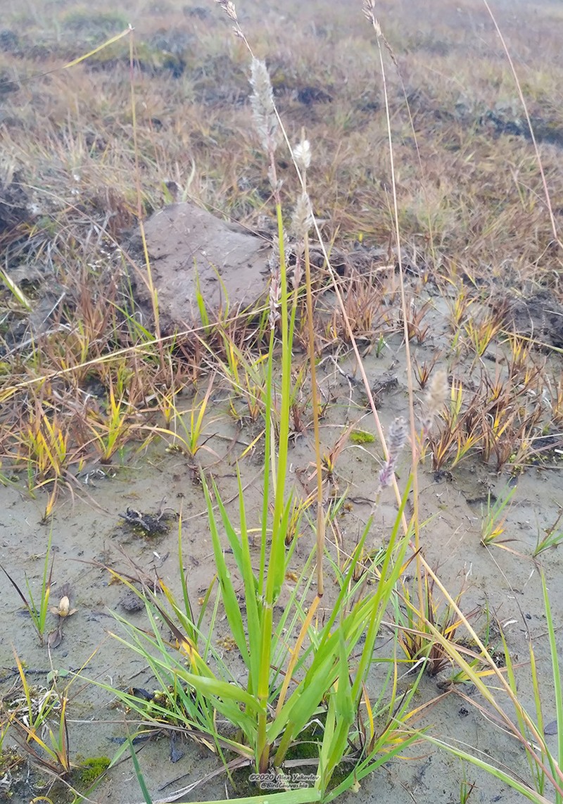 Eurasian Junegrass photo 4