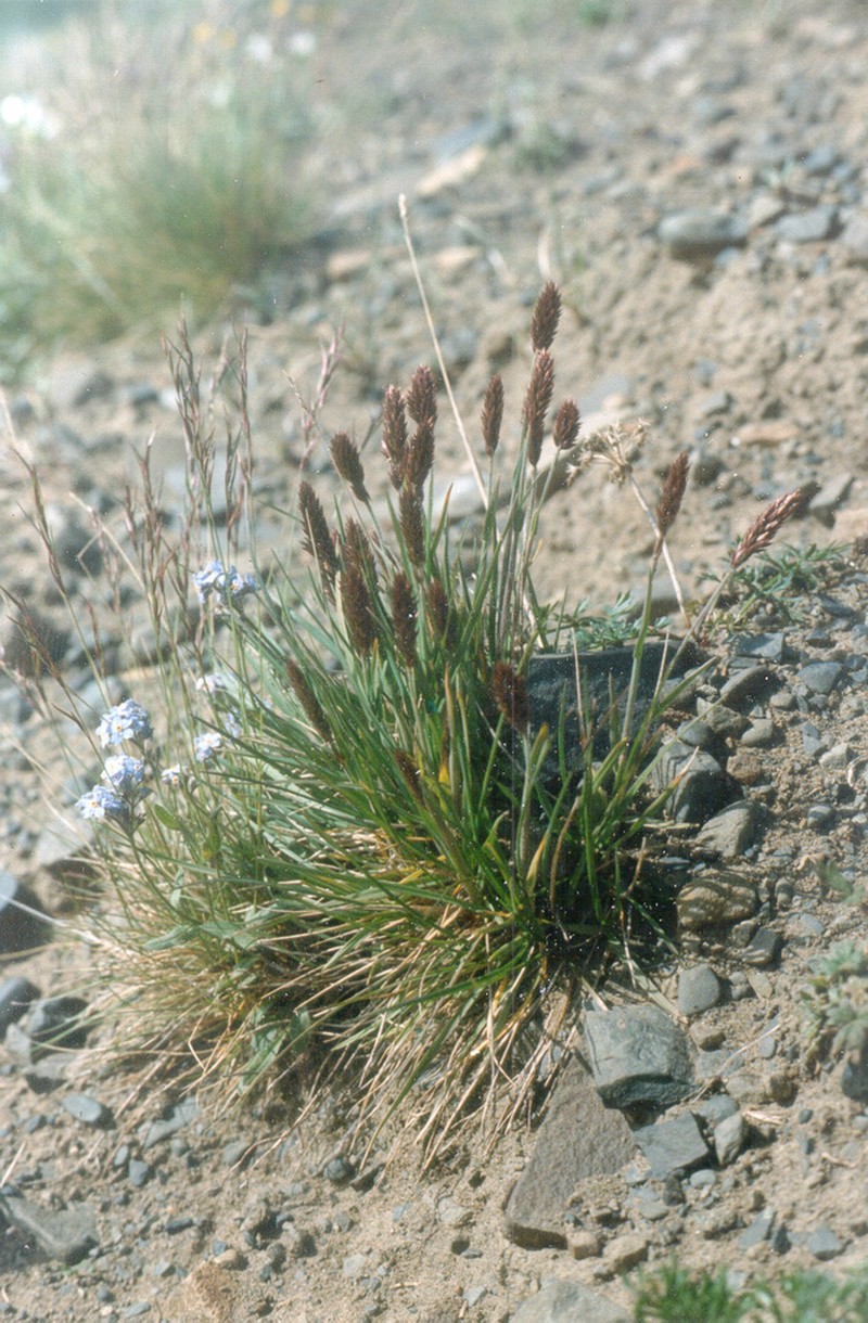 Eurasian Junegrass photo 5
