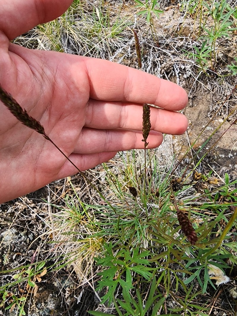 Eurasian Junegrass photo 6