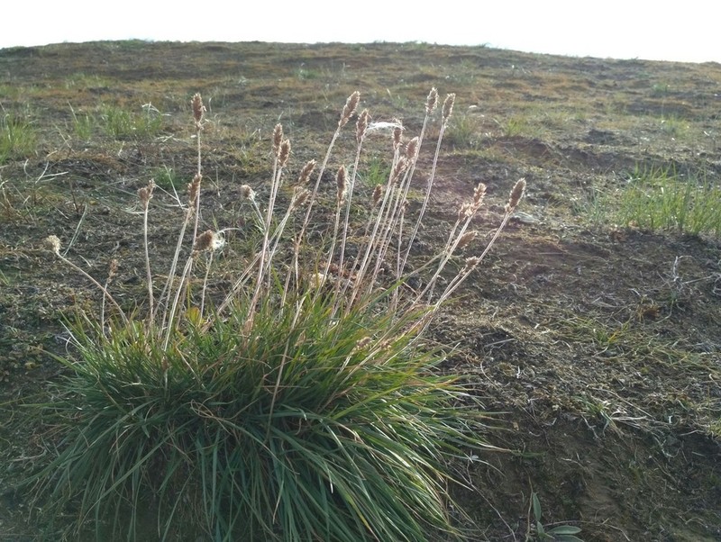 Eurasian Junegrass photo 7