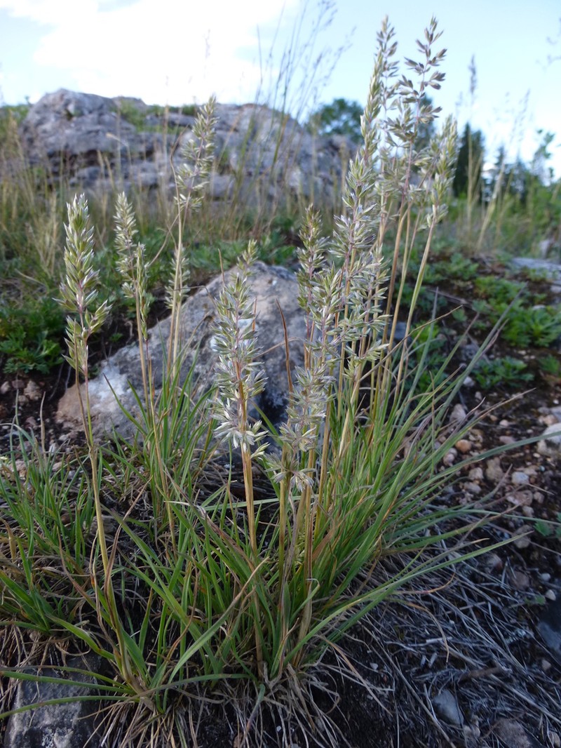 Eurasian Junegrass photo 8