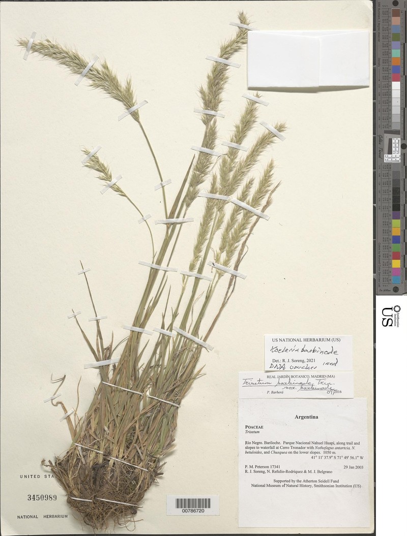 Koeleria barbinodis