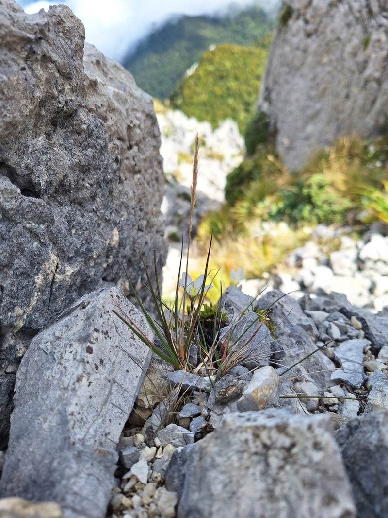 Koeleria drucei photo 3