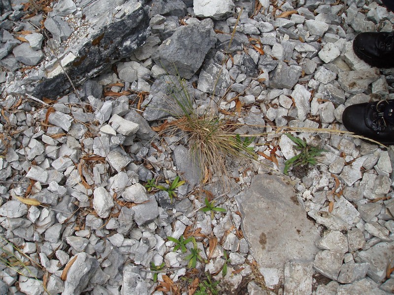 Koeleria drucei