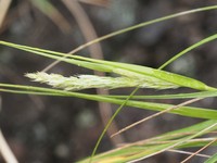 Whitney's False Oat
