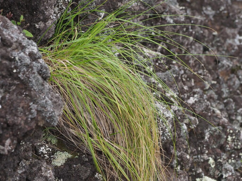 Whitney's False Oat photo 2