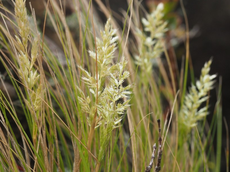 Whitney's False Oat photo 4