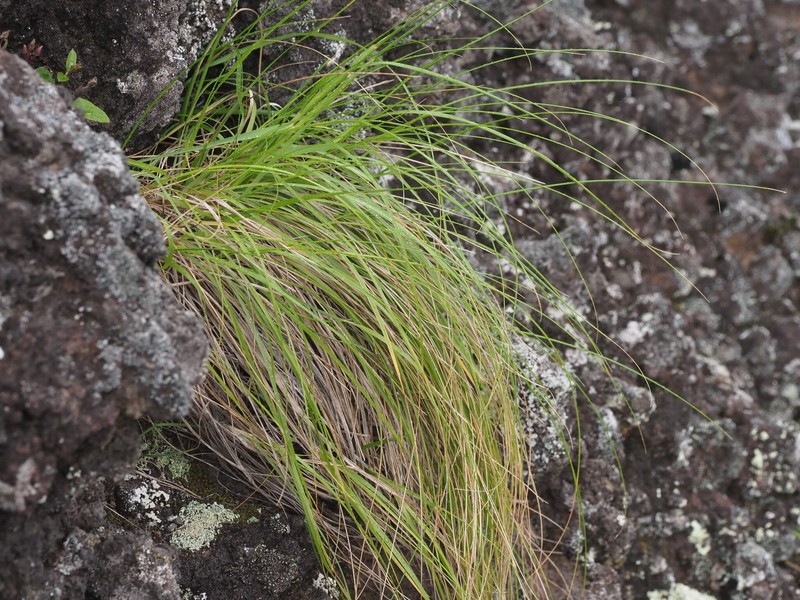 Whitney's False Oat photo 5