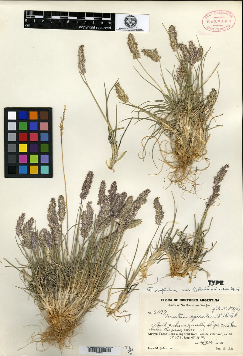 Koeleria johnstonii
