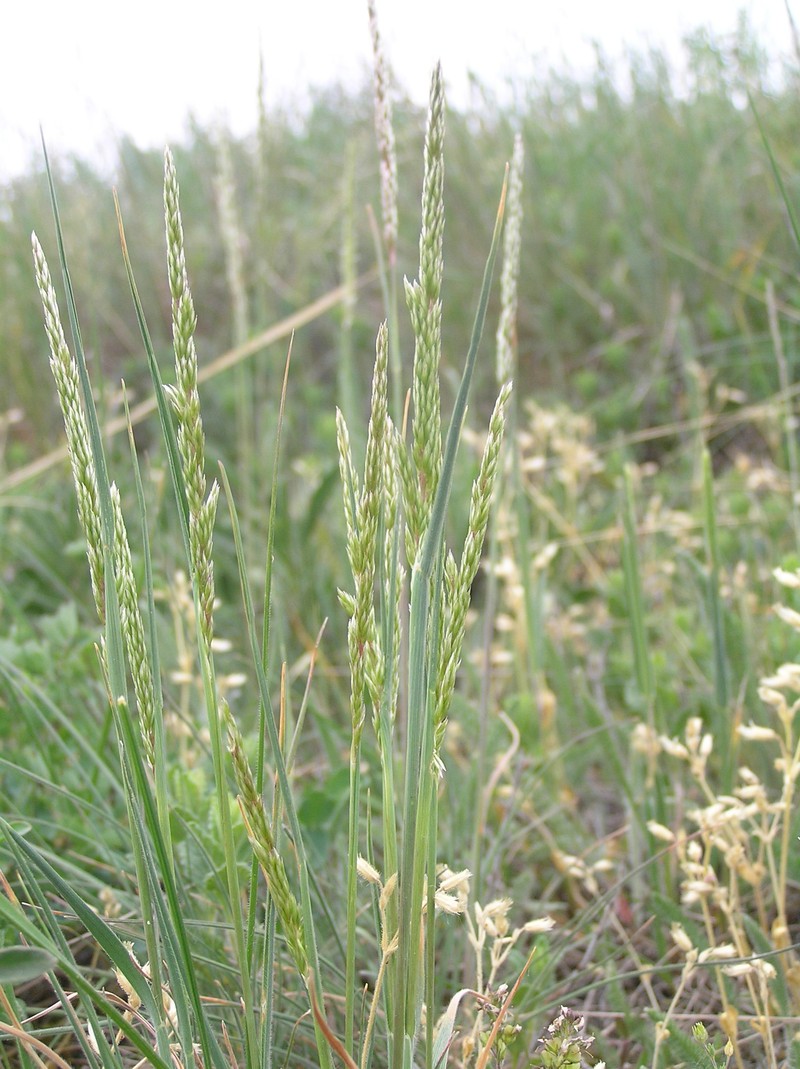 Prairie Junegrass