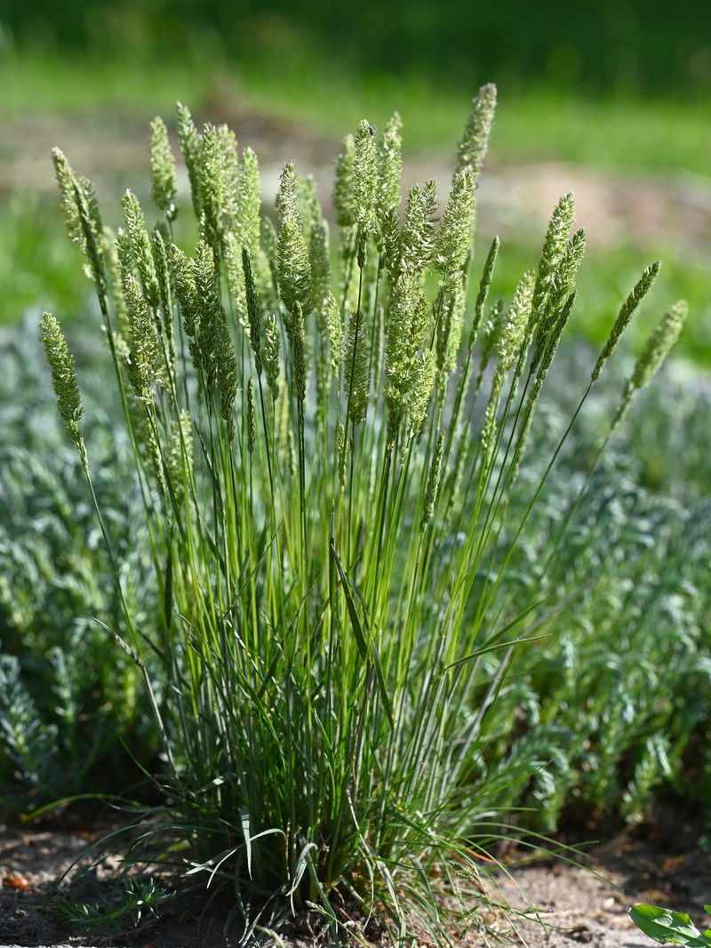 Prairie Junegrass photo 2