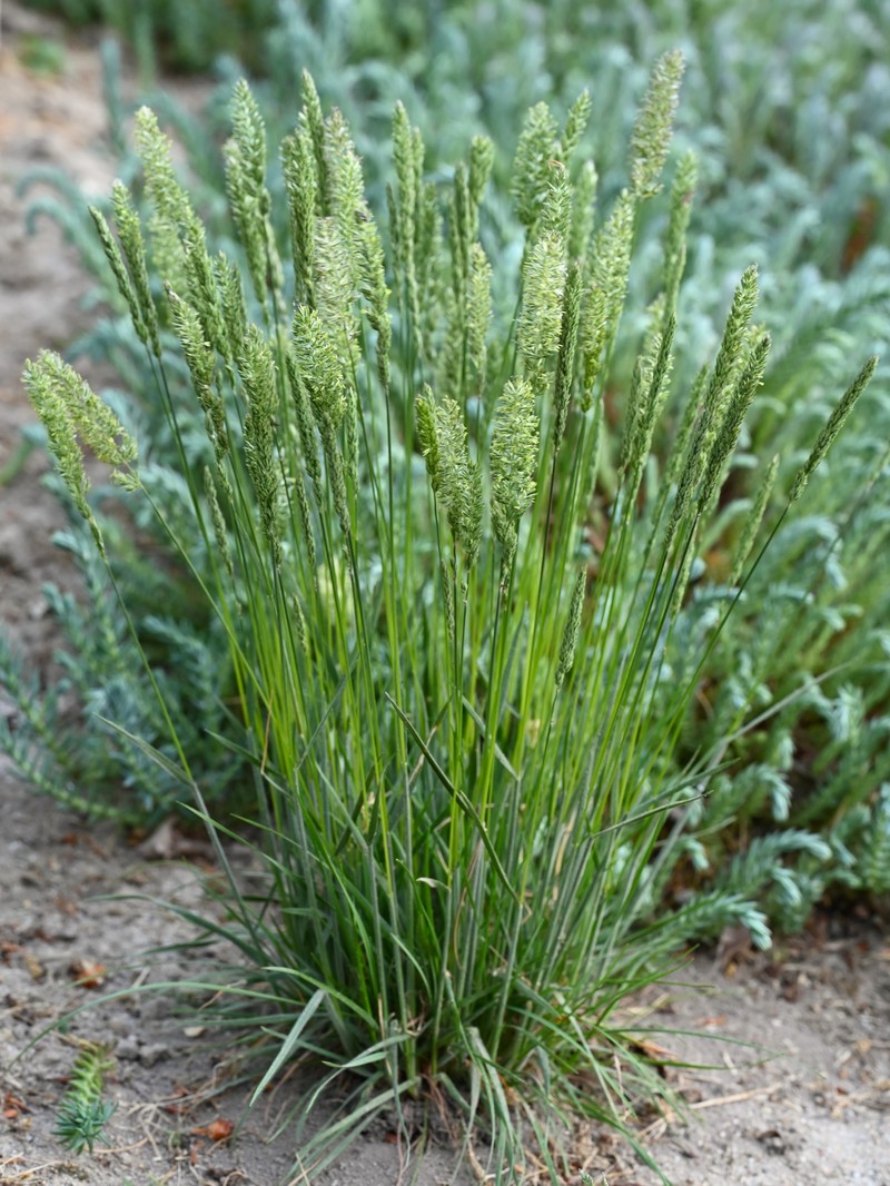 Prairie Junegrass photo 3