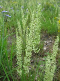 Prairie Junegrass