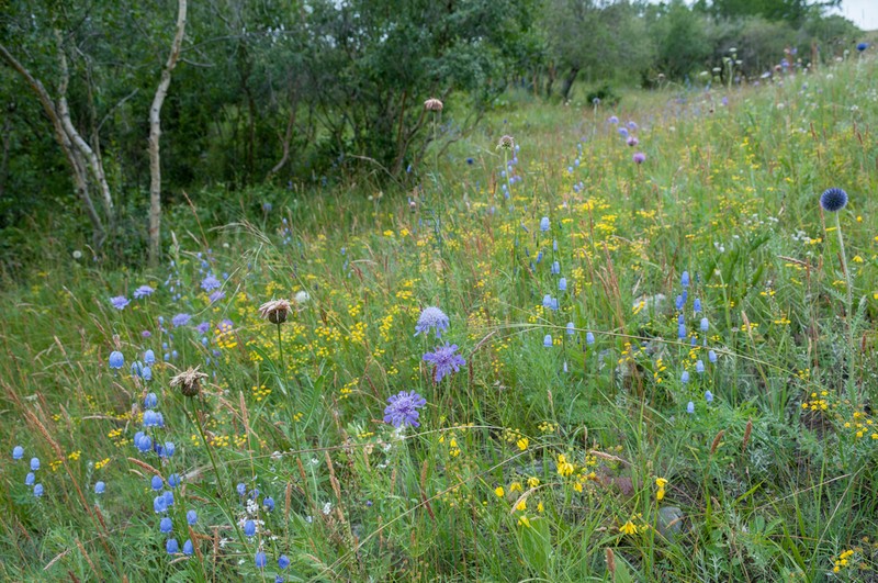 Prairie Junegrass photo 2