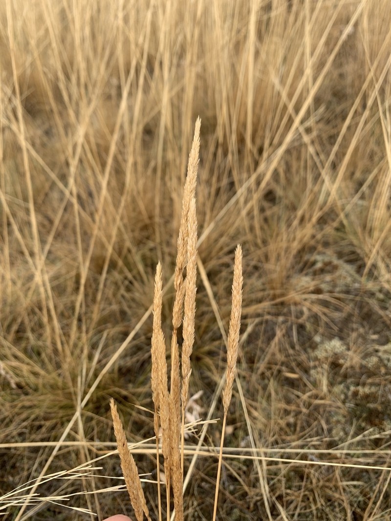Prairie Junegrass photo 4