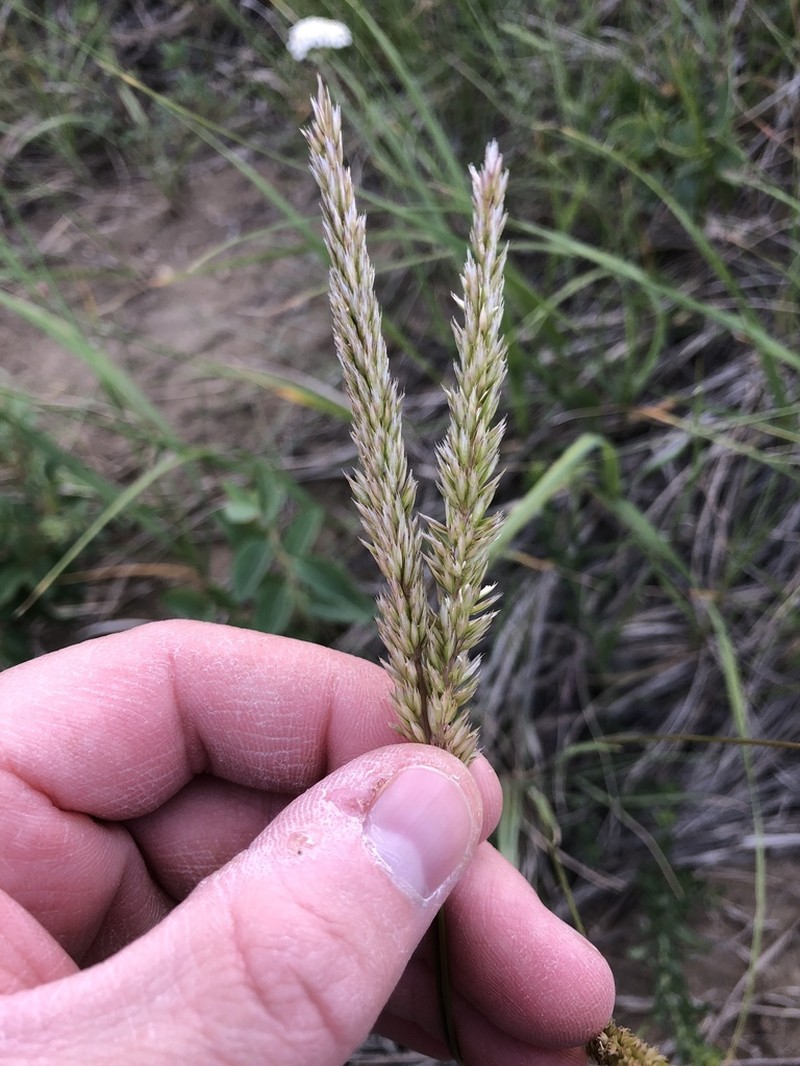 Prairie Junegrass photo 5