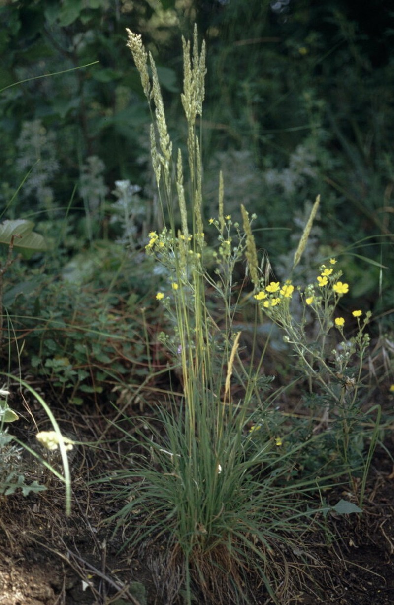 Prairie Junegrass photo 6