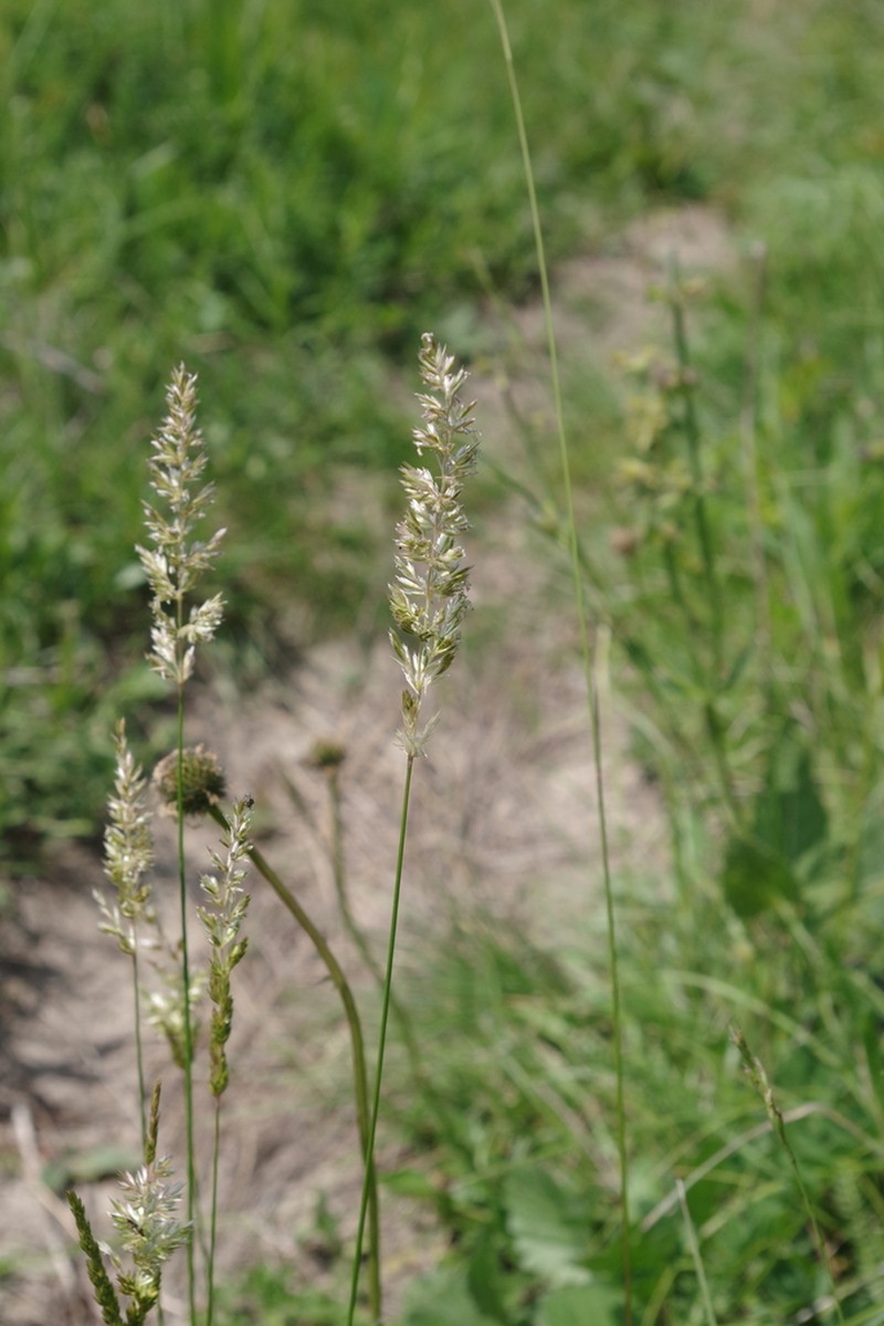 Prairie Junegrass photo 7