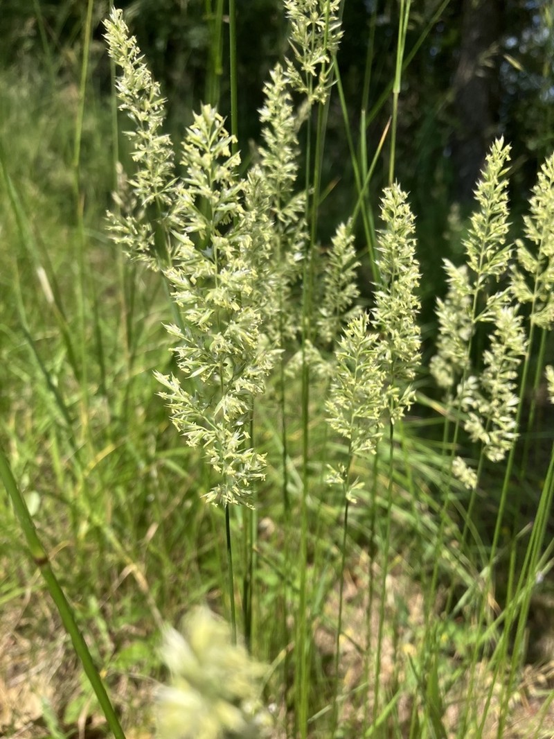 Prairie Junegrass photo 8