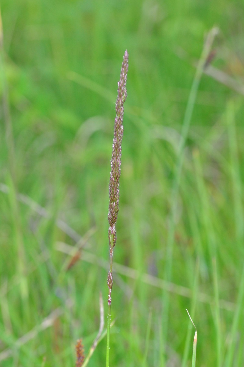 Koeleria macrantha subsp. macrantha