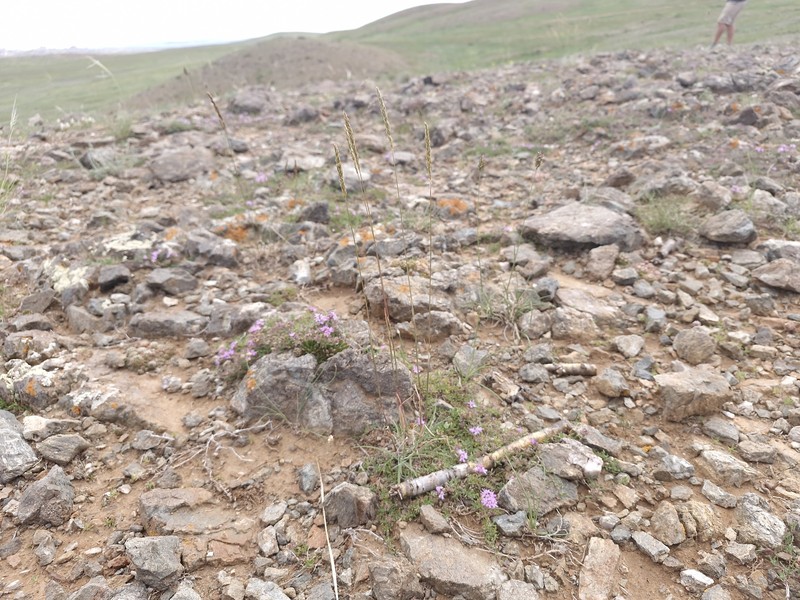 Koeleria macrantha subsp. macrantha photo 2