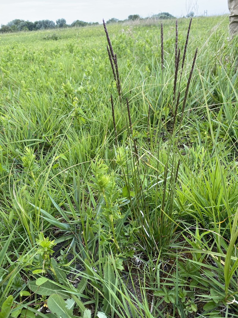 Koeleria macrantha subsp. macrantha photo 6