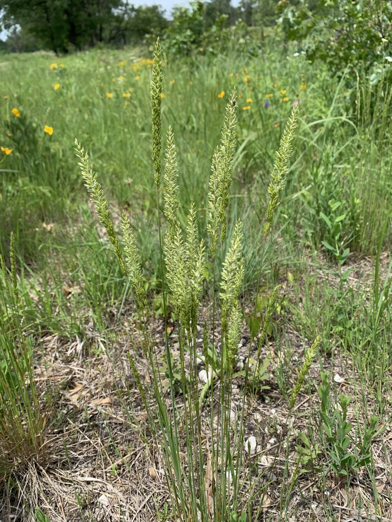 Koeleria macrantha subsp. macrantha photo 7