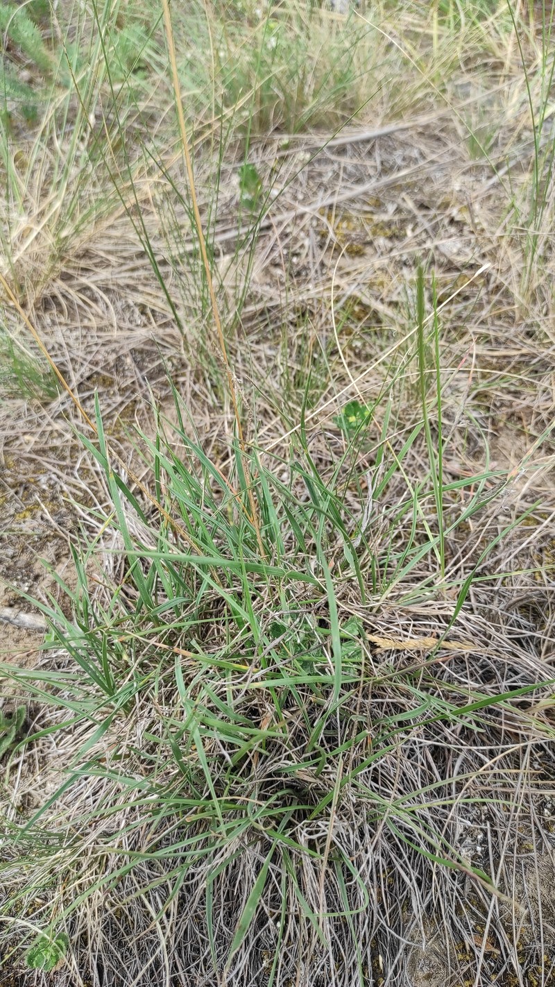 Koeleria macrantha subsp. macrantha photo 8