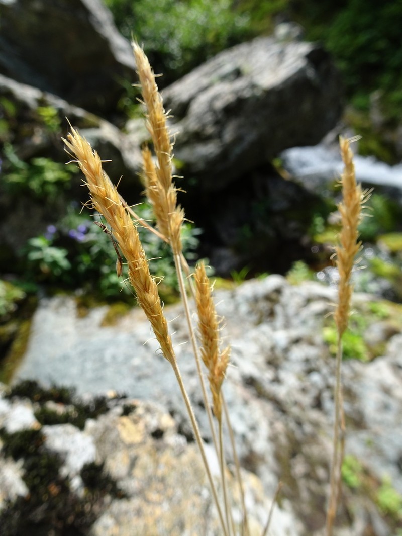 Spike Trisetum