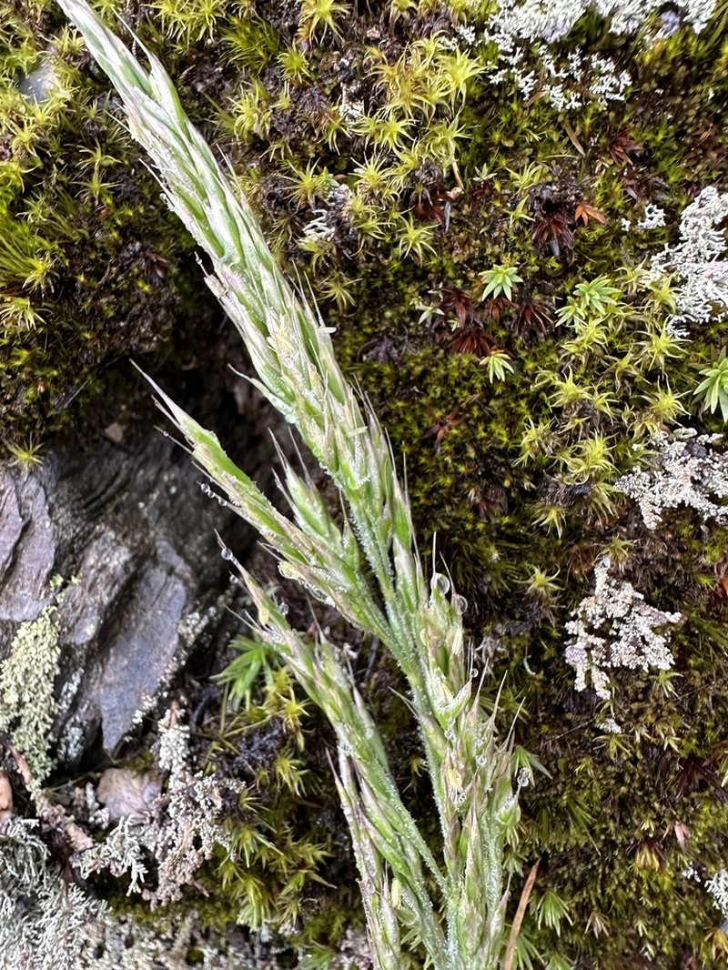 Spike Trisetum photo 3