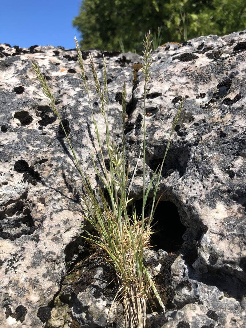 Spike Trisetum photo 4