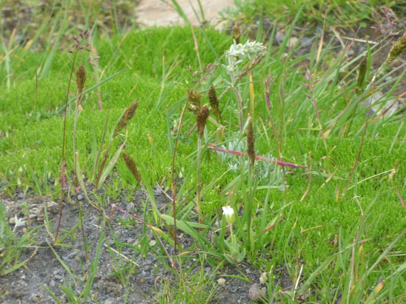Spike Trisetum photo 5