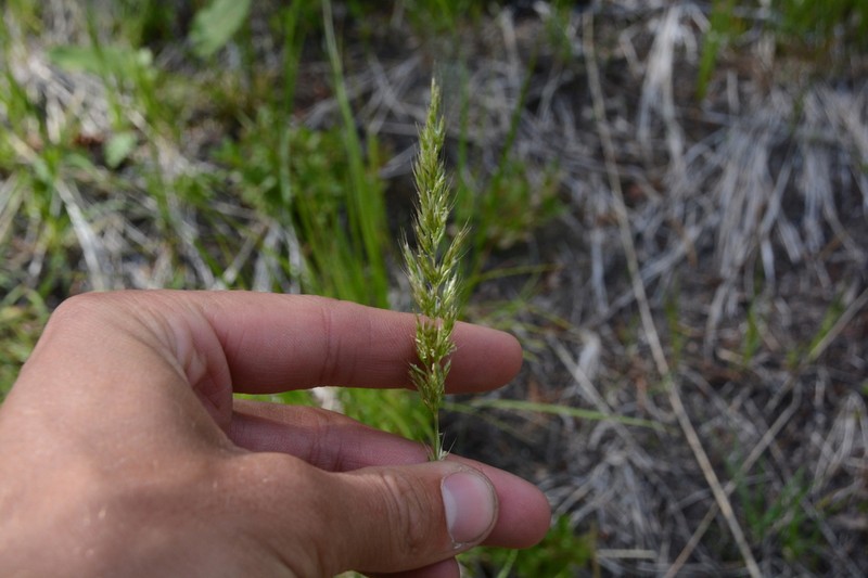 Spike Trisetum photo 6