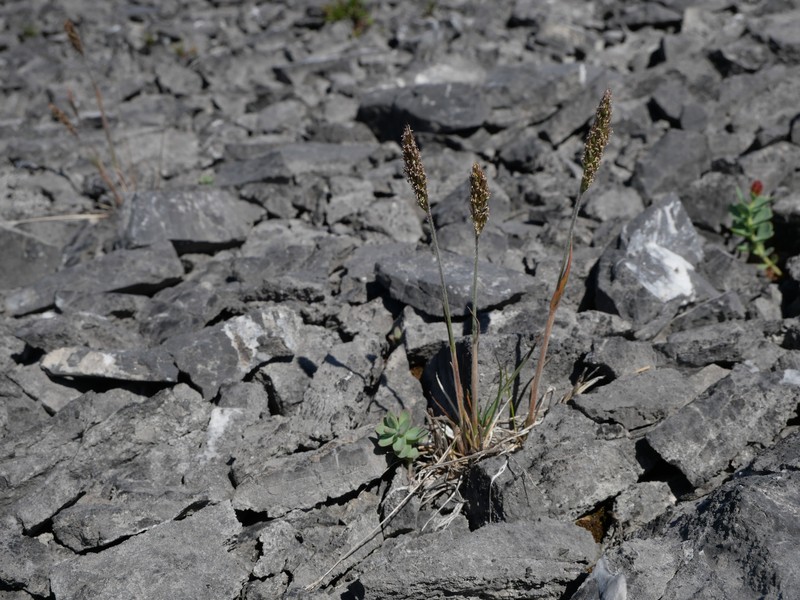 Koeleria spicata subsp. spicata