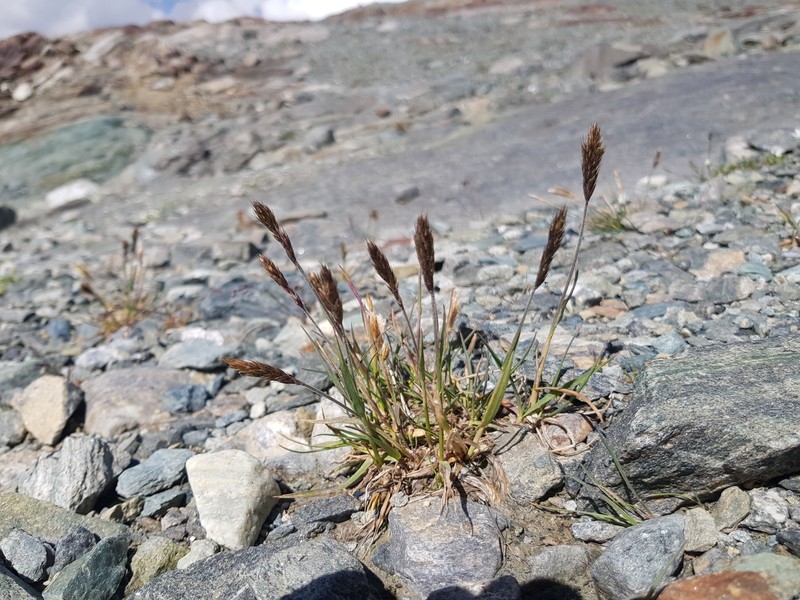 Koeleria spicata subsp. spicata photo 2